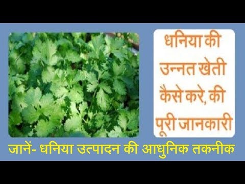 वीडियो: सौकरकूट, सब्जियों और फलों से सलाद 