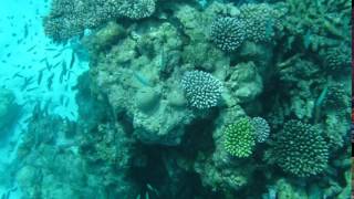 032016 Maldives Holiday - Snorkel 7