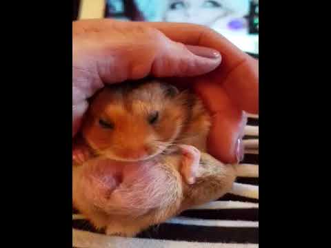 penis de hamster