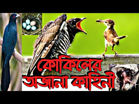 ভিডিও: কোকিল পাখি কিভাবে ডিম পাড়ে?