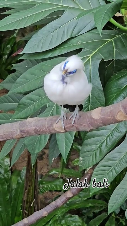 Download lagu pesona burung jalak bali #birds #thebirdsonggroup #birdsounds #birdsong #burung #jalakbali