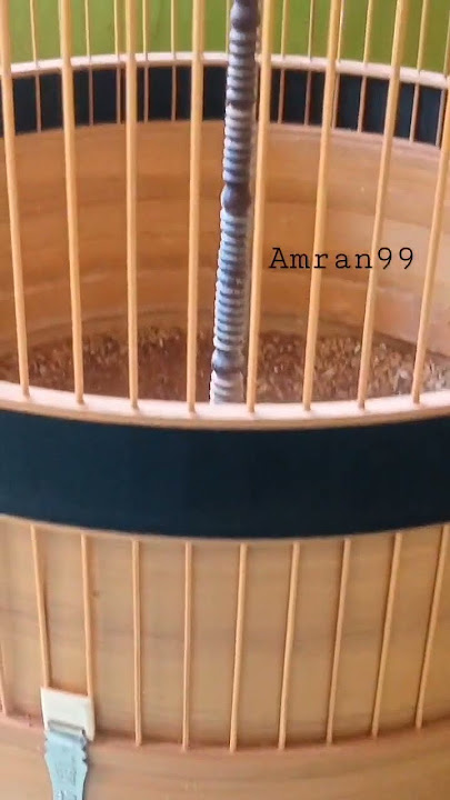 branjangan nembak prenjak mix cigun dan kenari