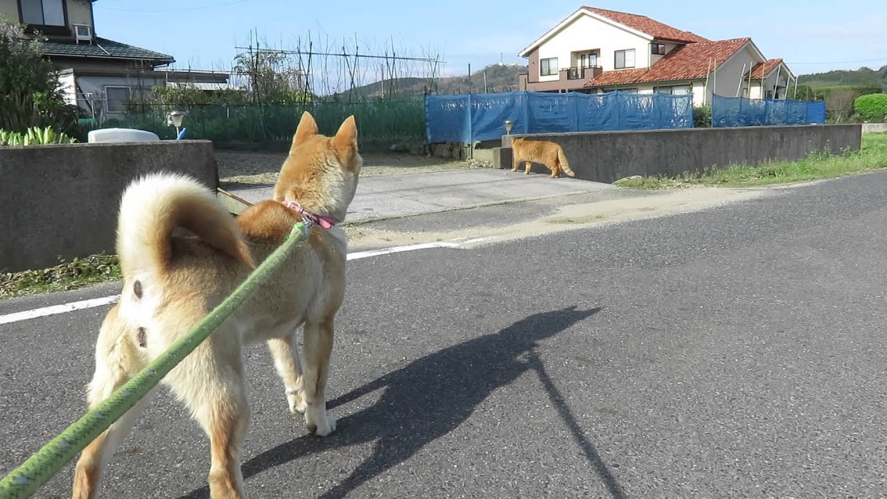 猫に吠える犬 Youtube