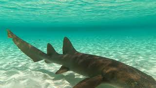 Raccoon Cay, The Bahamas, March 2022