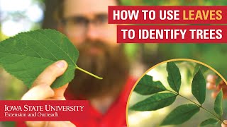 How to Use Leaves to Identify Trees