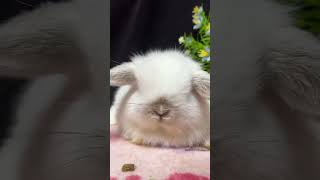 🐇 Cuteness Overload! Meet My Adorable Lop Eared Rabbit Pet 🐰  Rabbit Care Tips & Tricks! 🌟