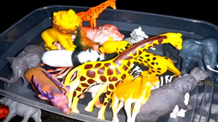 Video 8153541: farm animals, wildlife lion, review, cat