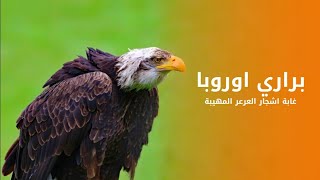 براري اوروبا غابة اشجار العرعر المهيبة | كويست عربية Quest Arabiya