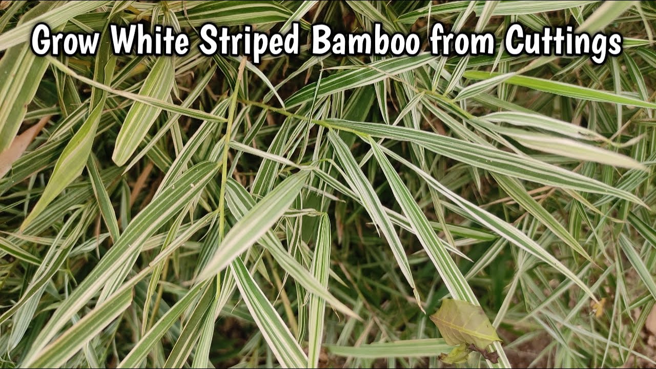 How to Grow Variegated White Striped Bamboo Plant from Cuttings
