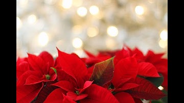 Lessons and Carols 2022