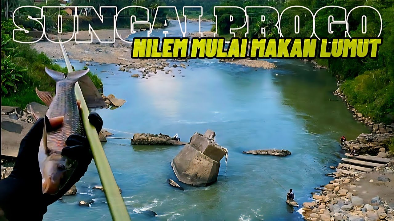 MUSIM KEMARAU TIBA ‼️ WAKTUNYA KITA HUNTING NILEM BABON ❗️