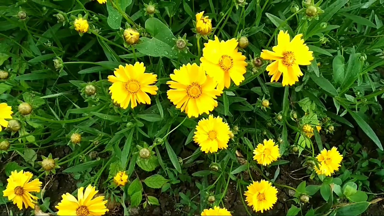 Обзор 3 цветника.Роза Вестерленд.