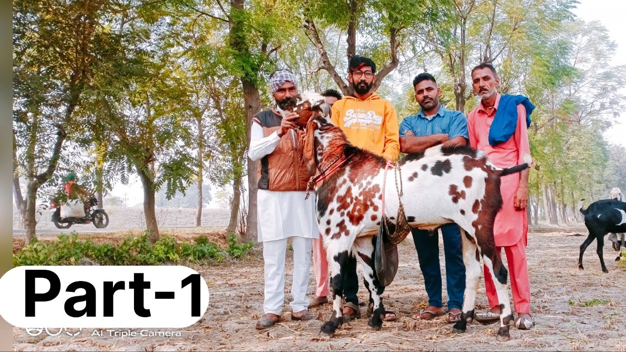 Indias greatest goats ustad Mr.bag malik sahib.. #beetalgoatfarming #goat #farming #kisan #panjabi