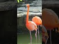 Relaxing Nature Pink Flamingo #shorts