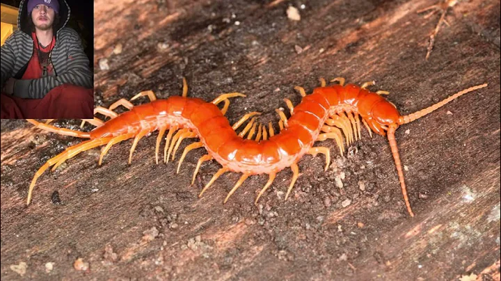 Project go visit the Appalachian temperate rainforests 