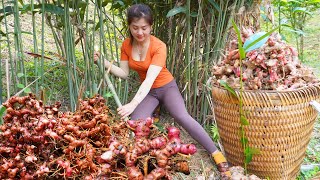 Harvesting Galangal Bushes Goes To Sell  Take Care Pig, Chicken and Ducks | My Bushcraft / Nhất