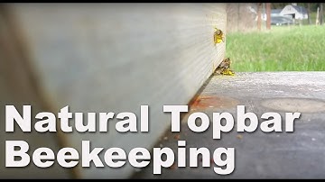 Late February Activity at the Entrance of the Topbar Hive