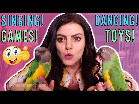 Video: How To Play With A Parrot