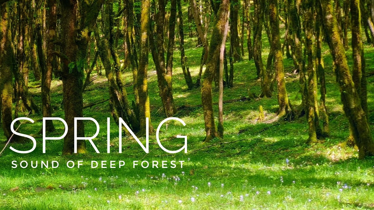 Sounds of spring in the deep forest, spring birds singing and the sun ...