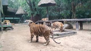Tiger's feeding, Chimelong Safari Park, Guangzhou China.