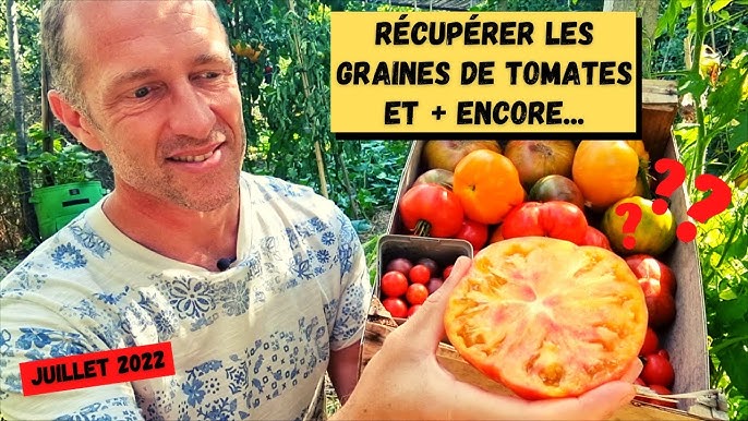 Comment récolter ses graines de tomates [TUTO] ? 