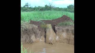 A Wild Elephant Fell Into A Well | 野生のゾウが井戸に落ちた | Elephant | Wild Elephant | Wildlife #Shorts