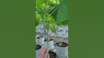 Dưa lưới đã đậu trái r #gardening #dualuoi