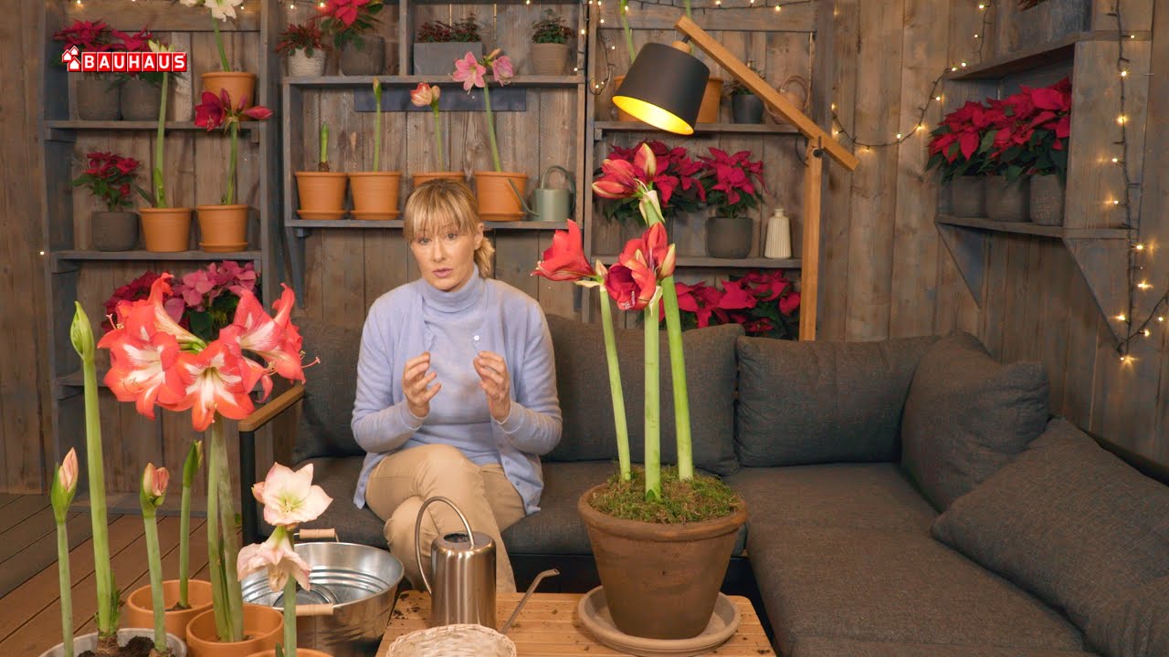 Škola vrtlarstva - amaryllis