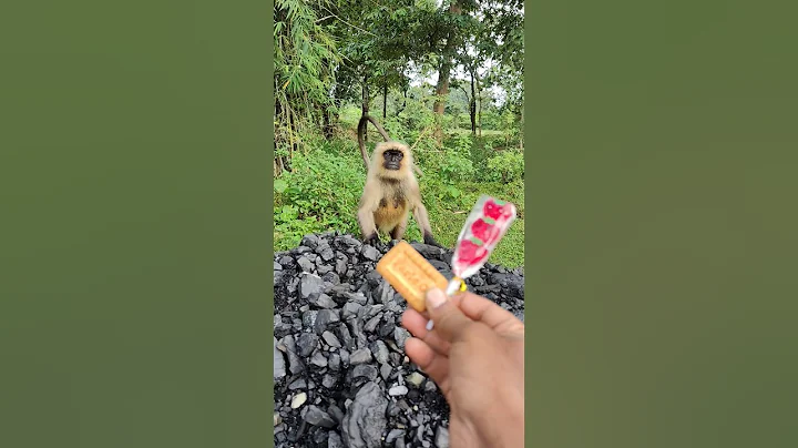 👉 Langur Wants Biscuit & Candy 🍪🍭 | Funny Monkey Shorts #shorts #monkey #funny