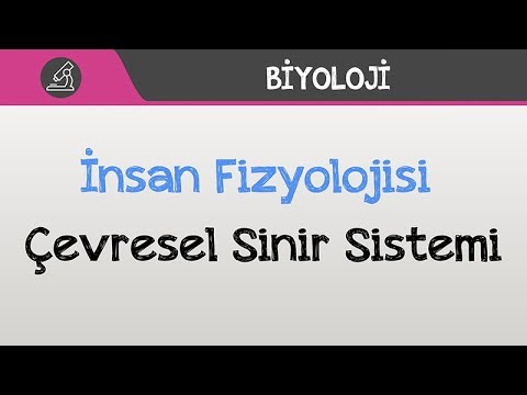 İnsan Fizyolojisi - Çevresel Sinir Sistemi