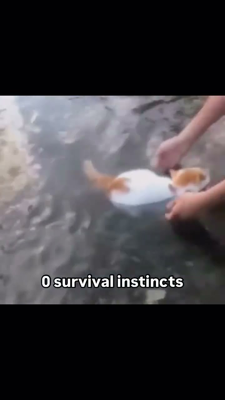 0 survival skills for this Kittyo oh my goodness