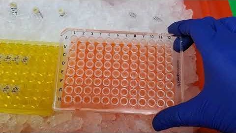 Running qPCR of cDNA