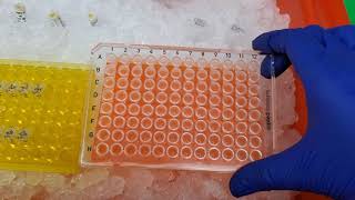 Running qPCR of cDNA