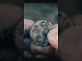 ОНА СМОТРЕЛА НА МЕНЯ ИЗ ПЕСКА... КОП, КОП С МЕТАЛЛОИСКАТЕЛЕМ, ПОИСК МОНЕТ, МОНЕТЫ.