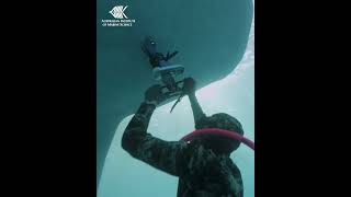 Giving whale sharks an ultrasound