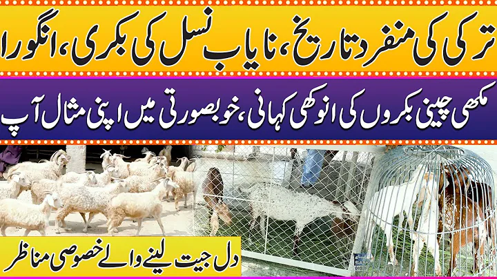 Watch the video about Unique History of Turkish Angora Goats | Rare Breed & Their Stunning Beauty | Samaa Punjabi
