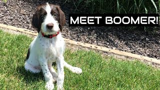 Meet Boomer! | Puppy Training Video