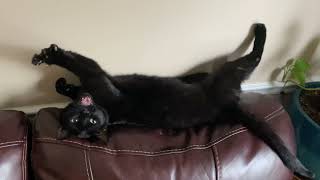 Cat makes a Big Strech in the Couch | Cool Cats by OnlyCats101 2 views 3 years ago 10 seconds