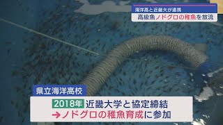 地元高校生 卵からふ化させたノドグロ稚魚を放流【新潟･糸魚川市】スーパーJにいがた3月12日OA