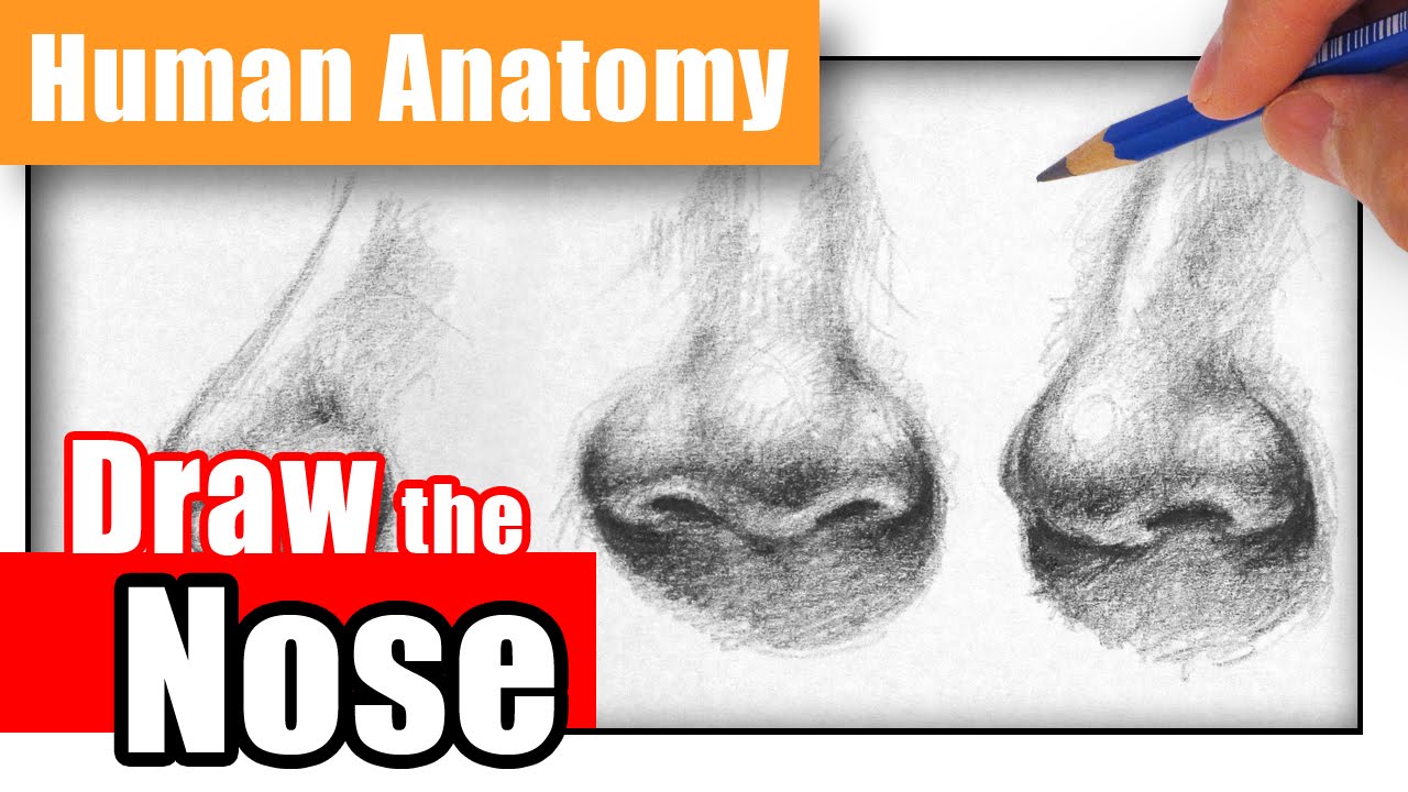 How To Draw A Nose The Easy Way Different Angles Youtube Shading the nose.nose using soft shading, and another nose that uses more deliberate shading like in the. how to draw a nose the easy way different angles