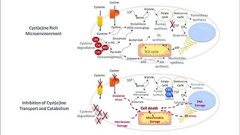 Assessment of Chicken Feathers Waste Management by Microbial as a Sustainable and Tool