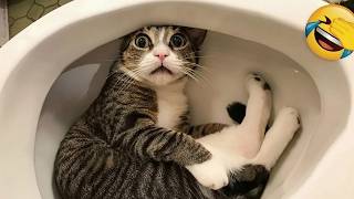 Prepare for uncontrollable laughter with these hilarious pets! 😂