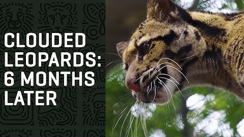 A CLOUDED LEOPARDS Update