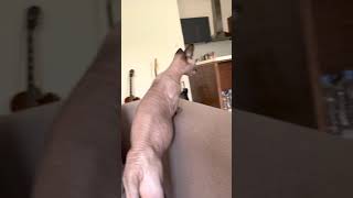 Smart bambino cat watching TV-shorts#shorts by mamalize 221 views 2 years ago 2 minutes, 12 seconds