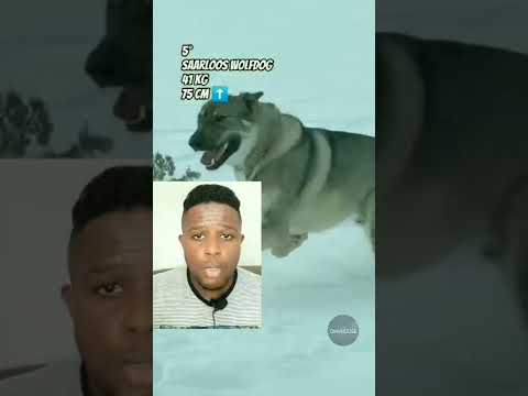 Vídeo: Um cachorro já cruzou com um lobo?
