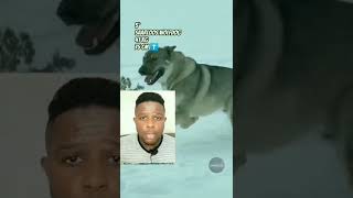 #short 5 HÍBRIDOS ENTRE CÃES E LOBOS