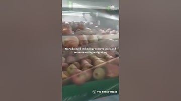 Revolutionizing Apple Production: The Incredible Apple Grading Machine (एप्पल ग्रेडिंग मशीन)