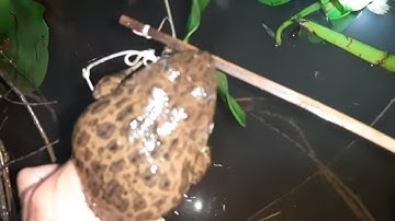 Cắm Câu Điểm Mới - Con Cá Lóc Dính Câu Theo Kiểu Không Thể Tin Nổi - Phần 1 # SĂN BẮT ĐỒNG THÁP #