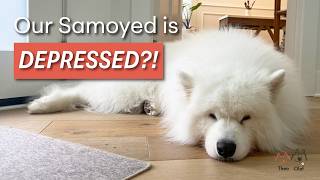 Our Samoyed is DEPRESSED?! | Pet Vlog | Honest Update