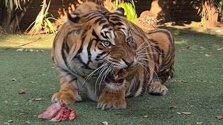 These tigers ript me away from this. by michael jamison 8,901 views 2 months ago 18 minutes